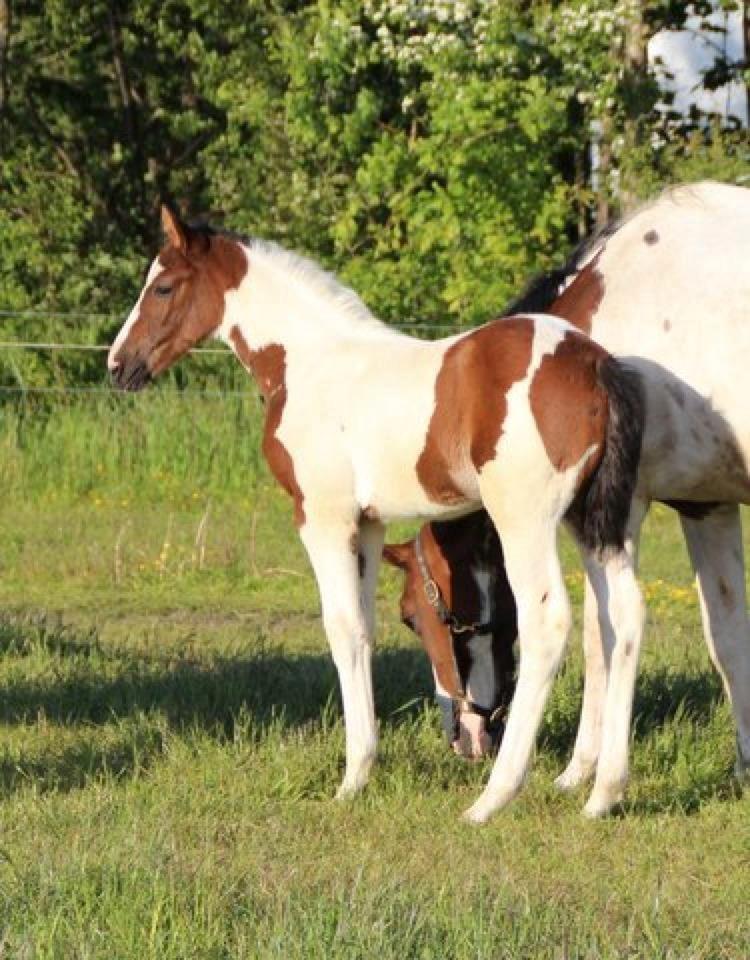 Pinto Hedens Nangijala **BROVANG** - <3 <3  billede 6