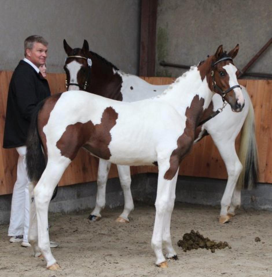 Pinto Hedens Nangijala **BROVANG** - Så er jeg til kåring, fin 9 i helhed :D billede 7