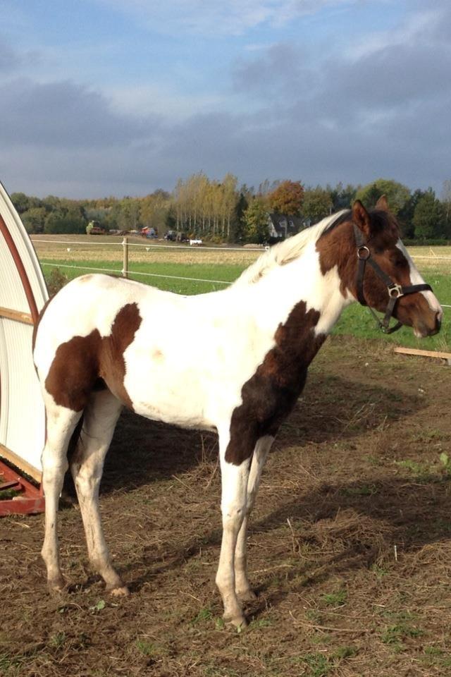 Pinto Hedens Nangijala **BROVANG** - Så er jeg flyttet til mit Nye hjem Brovang :) billede 8