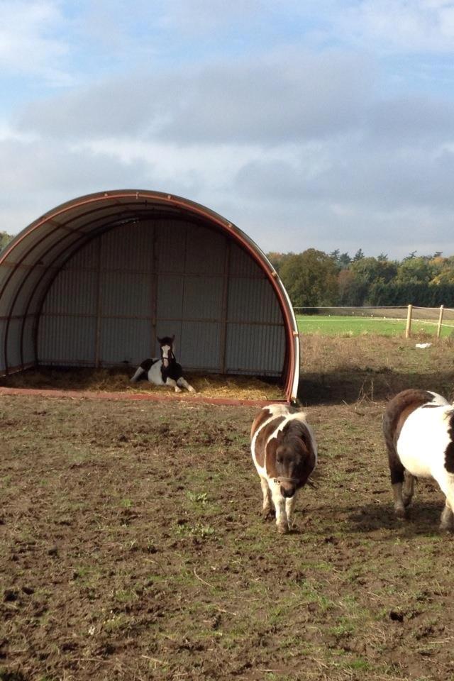 Pinto Hedens Nangijala **BROVANG** - Nyder allerrede mit nye hjem + venner :) billede 9