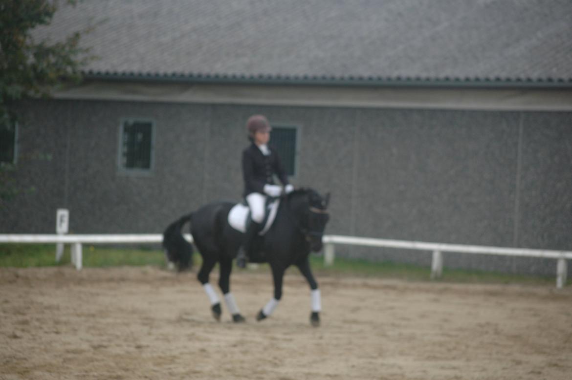 Anden særlig race Prins Valentin (passede/red) billede 1