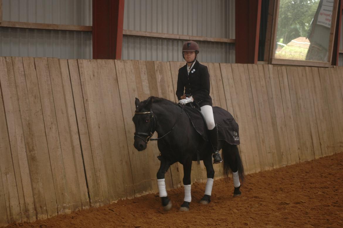 Anden særlig race Prins Valentin (passede/red) billede 2
