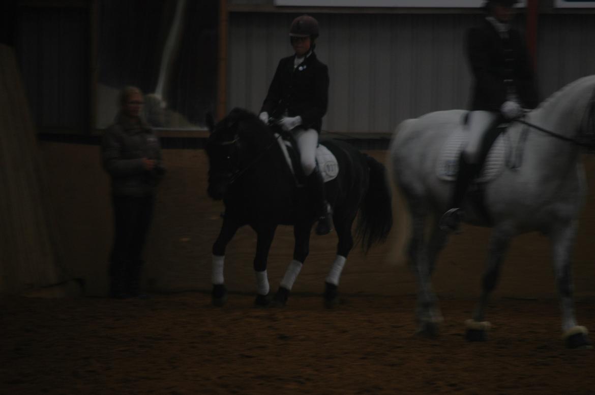 Anden særlig race Prins Valentin (passede/red) billede 3