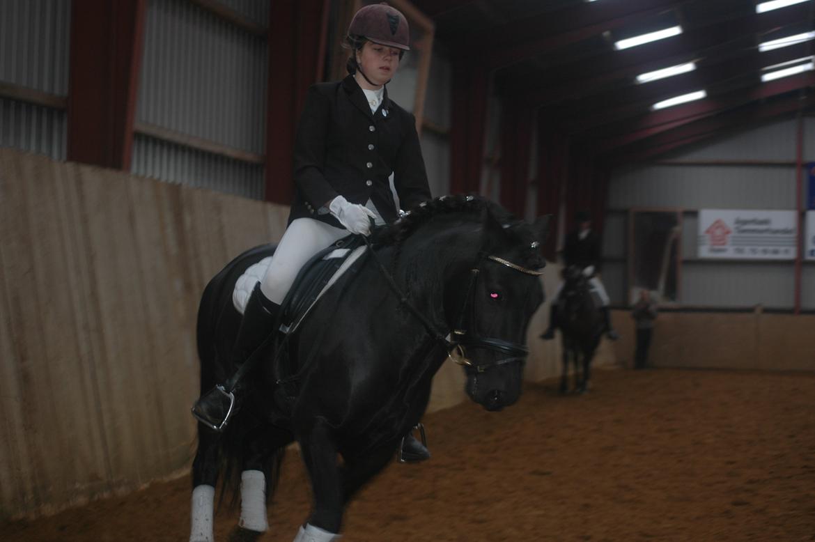 Anden særlig race Prins Valentin (passede/red) billede 4