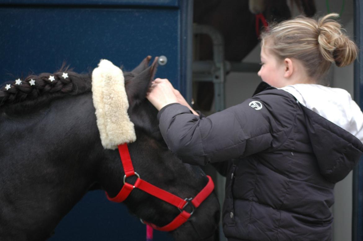 Anden særlig race Prins Valentin (passede/red) billede 5
