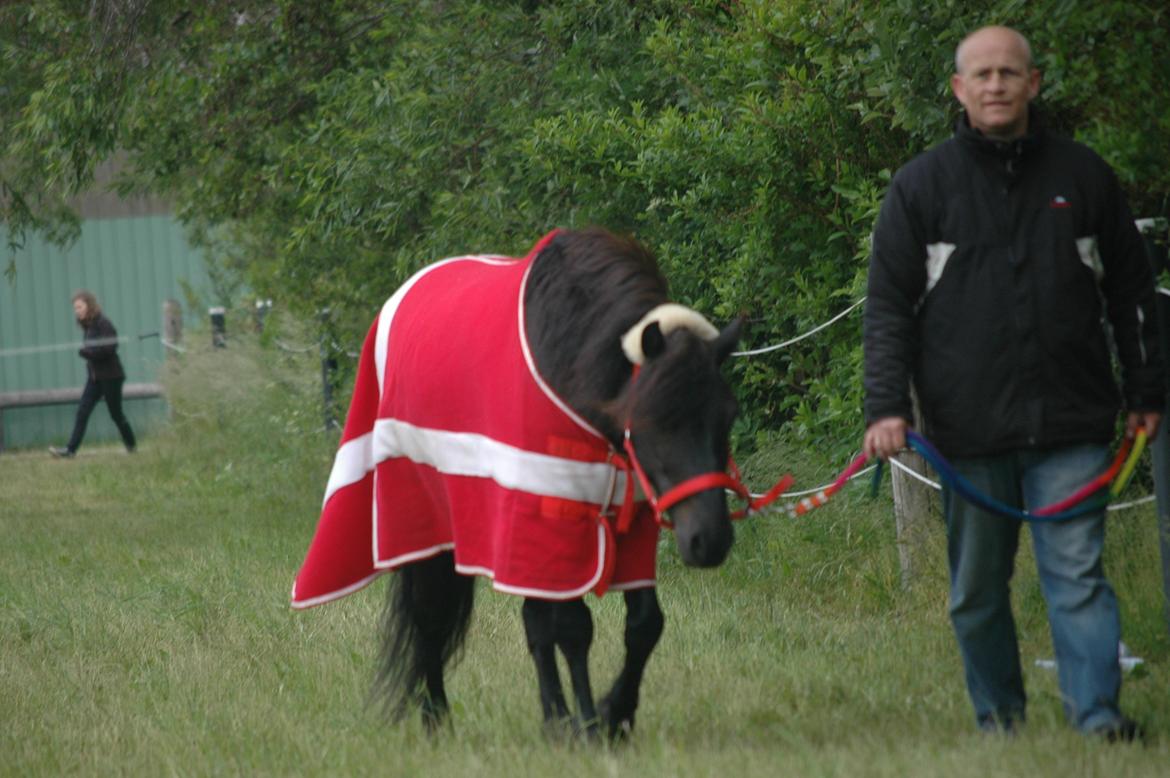 Anden særlig race Prins Valentin (passede/red) billede 6