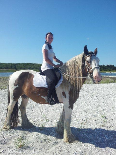 Irish Cob * Luna * billede 2