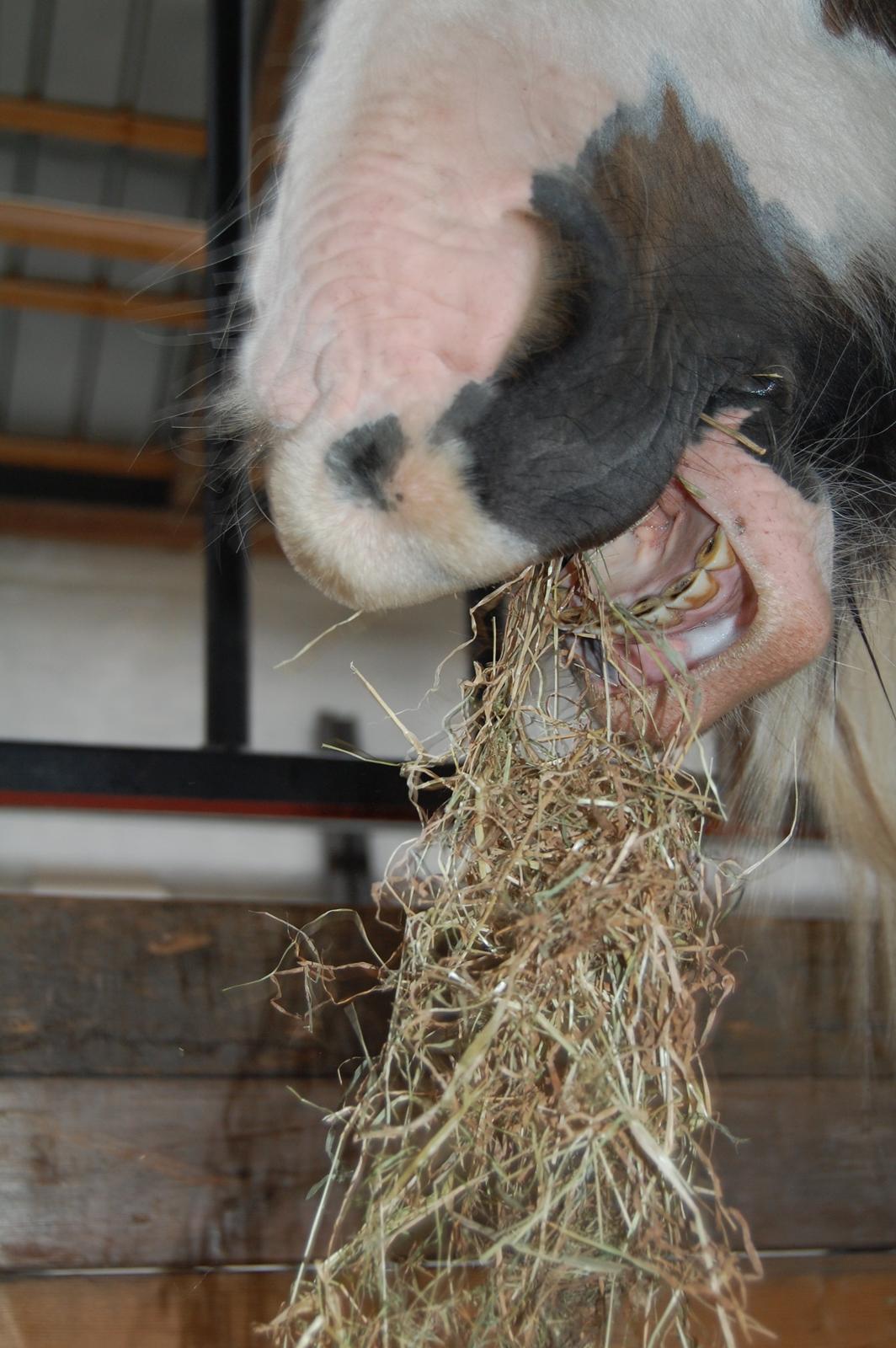 Irish Cob * Luna * - "Haaaps"  billede 4