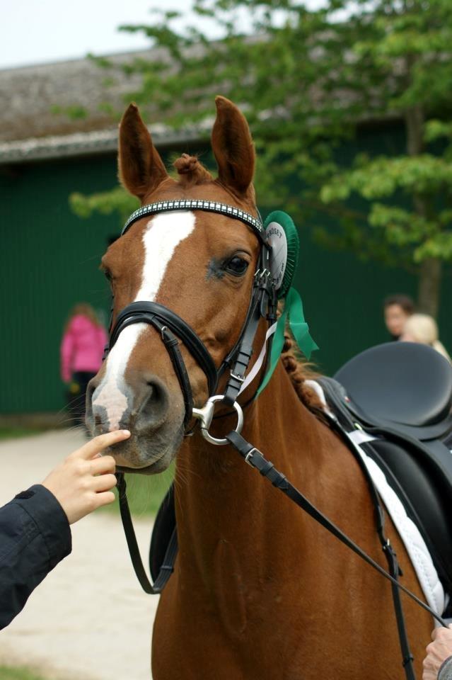 Arabisk fuldblod (OX) Svalebo's Donna billede 1