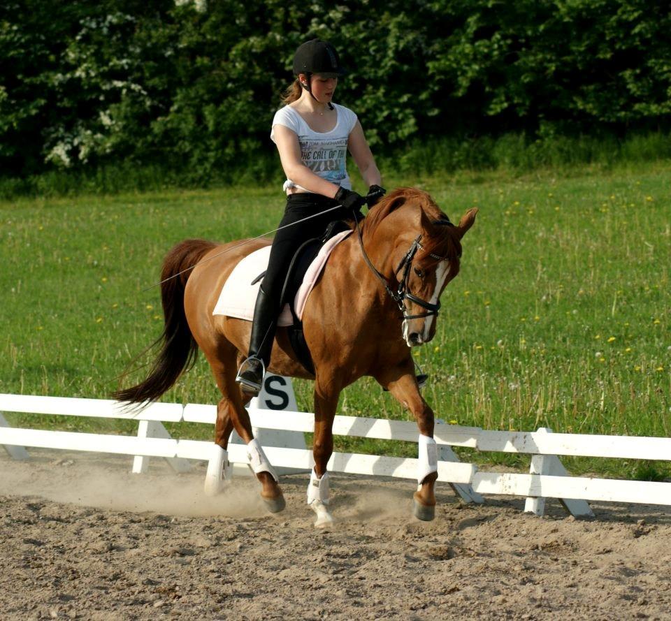 Arabisk fuldblod (OX) Svalebo's Donna billede 3