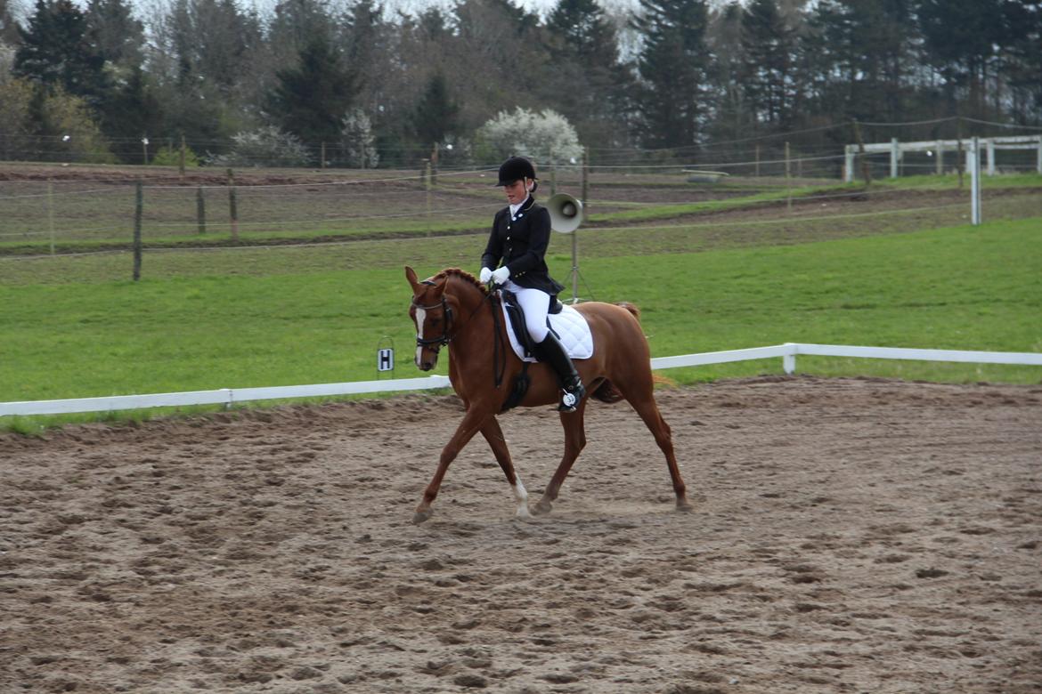 Arabisk fuldblod (OX) Svalebo's Donna billede 5