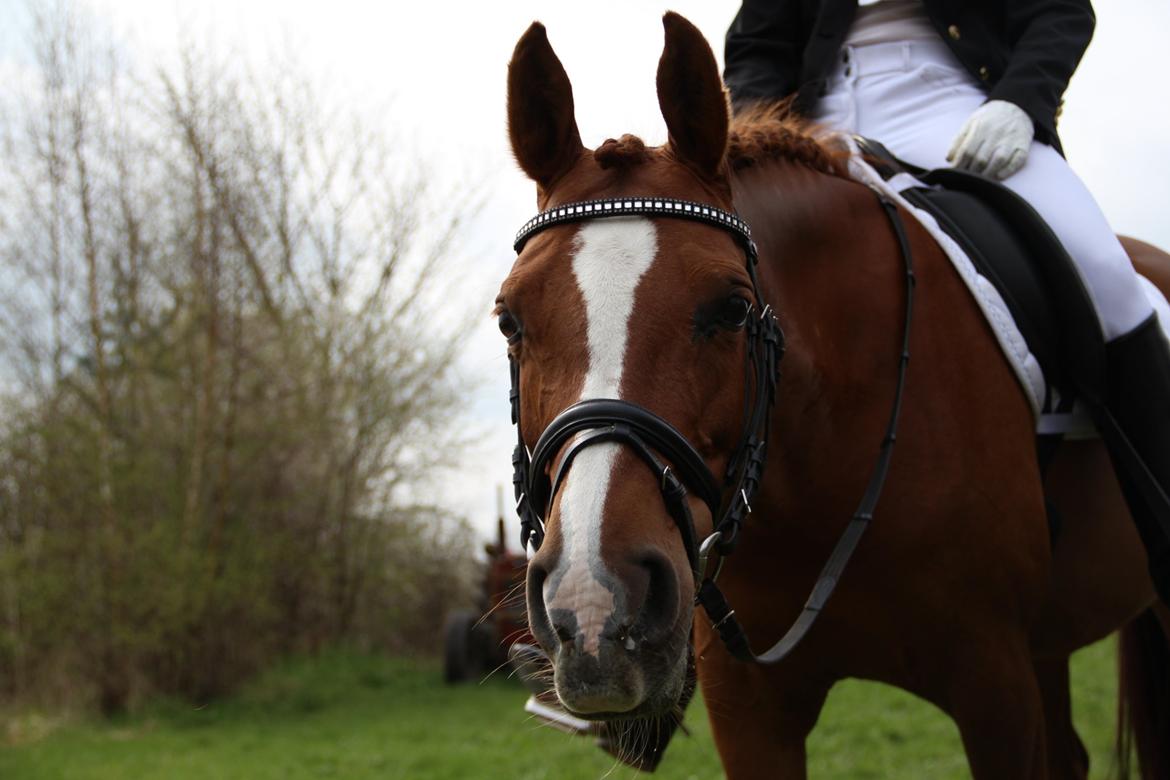 Arabisk fuldblod (OX) Svalebo's Donna billede 6