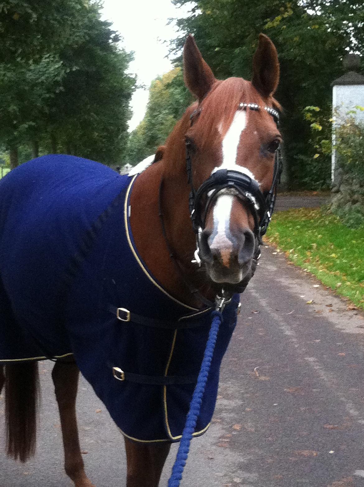 Arabisk fuldblod (OX) Svalebo's Donna billede 7