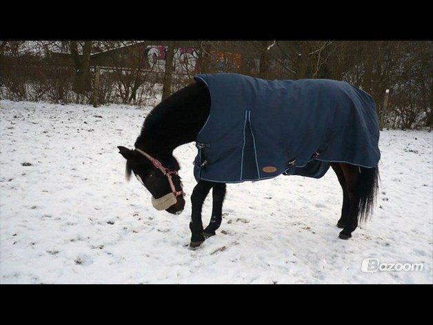 Anden særlig race cazandra billede 3