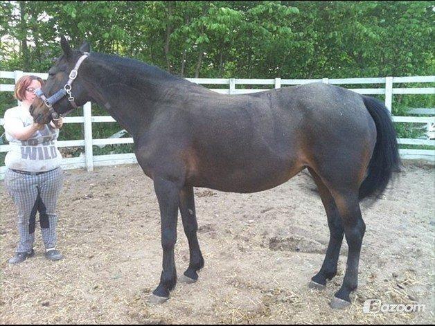 Anden særlig race cazandra billede 4