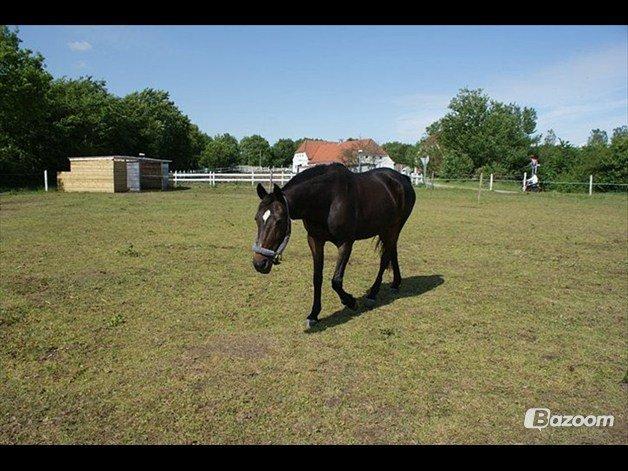Anden særlig race cazandra billede 6