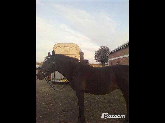 Anden særlig race cazandra billede 7