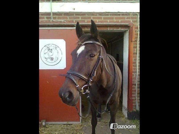 Anden særlig race cazandra billede 9