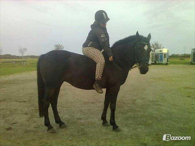 Anden særlig race cazandra billede 12