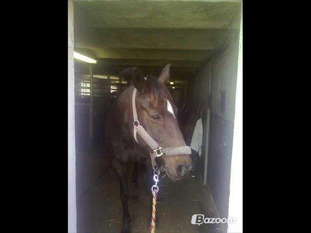 Anden særlig race cazandra billede 13