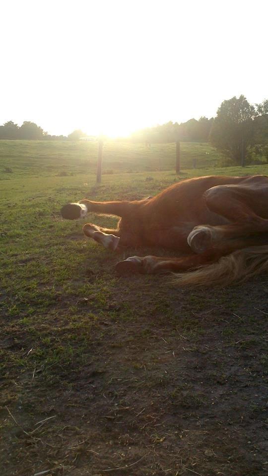 Islænder Musse - Jamen, det er jo bare skønt at komme ud og rulle sig! :) billede 1