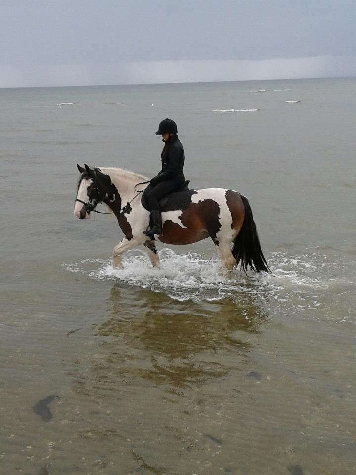 Irish Cob * Luna * - Når det alligevel regner, hvorfor så ikke bade lidt :) billede 18
