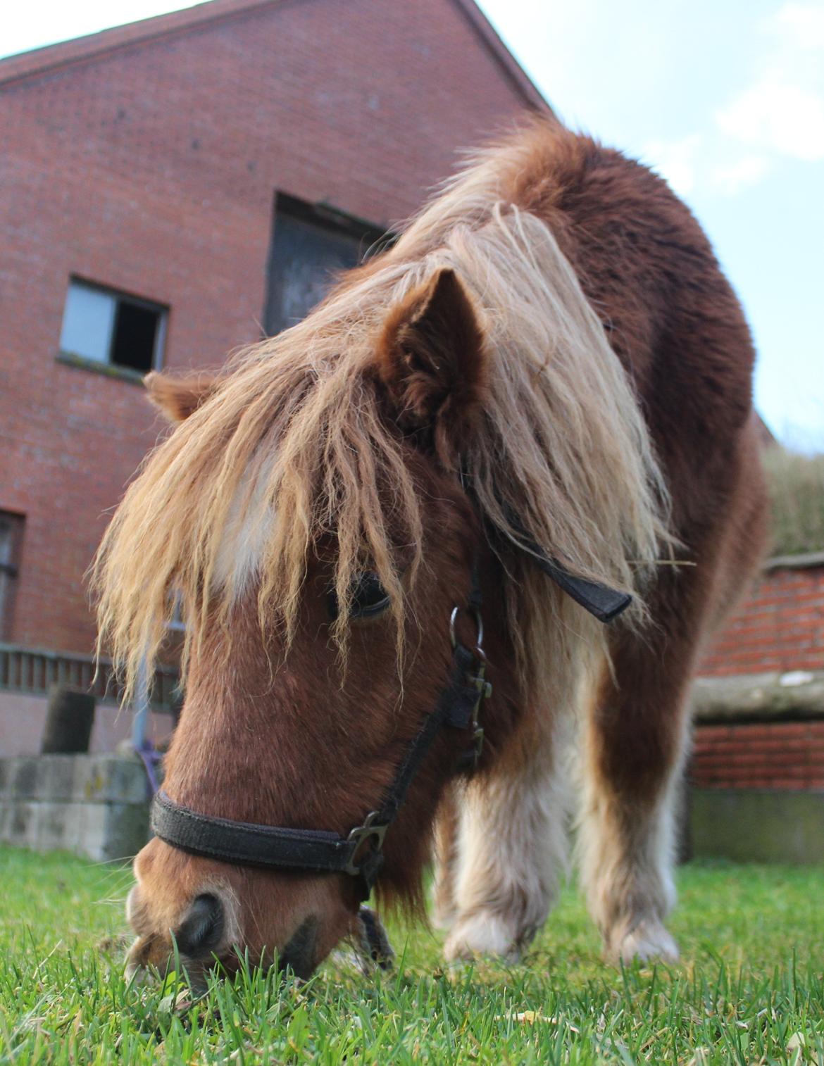 Shetlænder Rørsgaards Baltazar *Solgt* billede 3