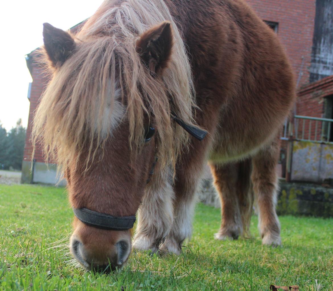 Shetlænder Rørsgaards Baltazar *Solgt* billede 2