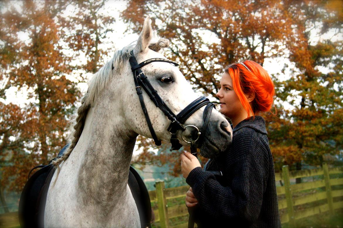 Arabisk fuldblod (OX) Shaklan Ibn Saskatoon - Du og Jeg. Oktober 2012. Foto: Mia Grønning. billede 12