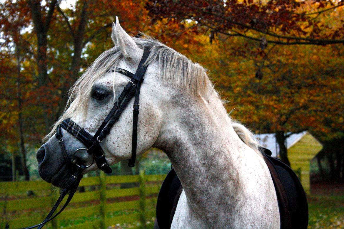 Arabisk fuldblod (OX) Shaklan Ibn Saskatoon - Oktober. Foto: Mia Grønning. billede 18