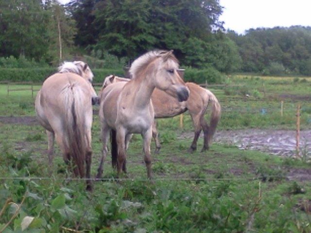 Fjordhest Macur (R.I.P 02-07-2014) billede 10