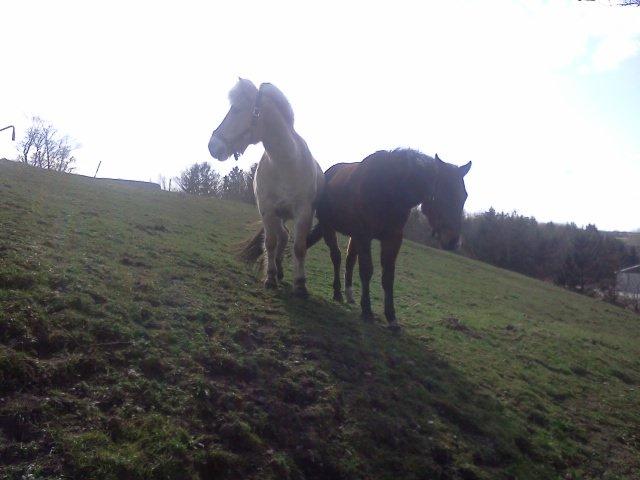 Fjordhest Macur (R.I.P 02-07-2014) billede 11