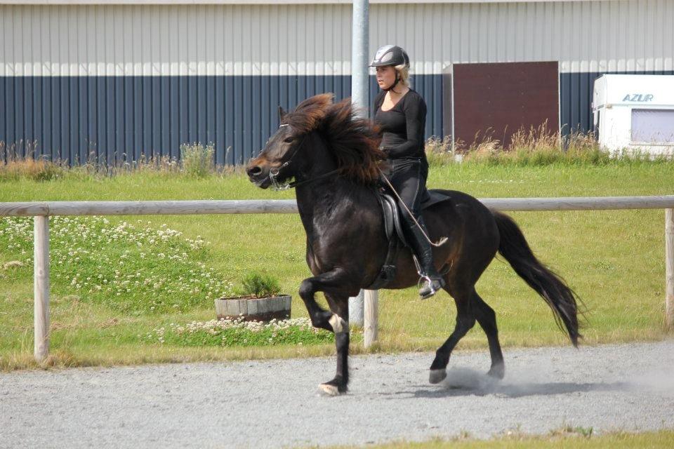 Islænder Þytur fra Blesastöðum 1A billede 17