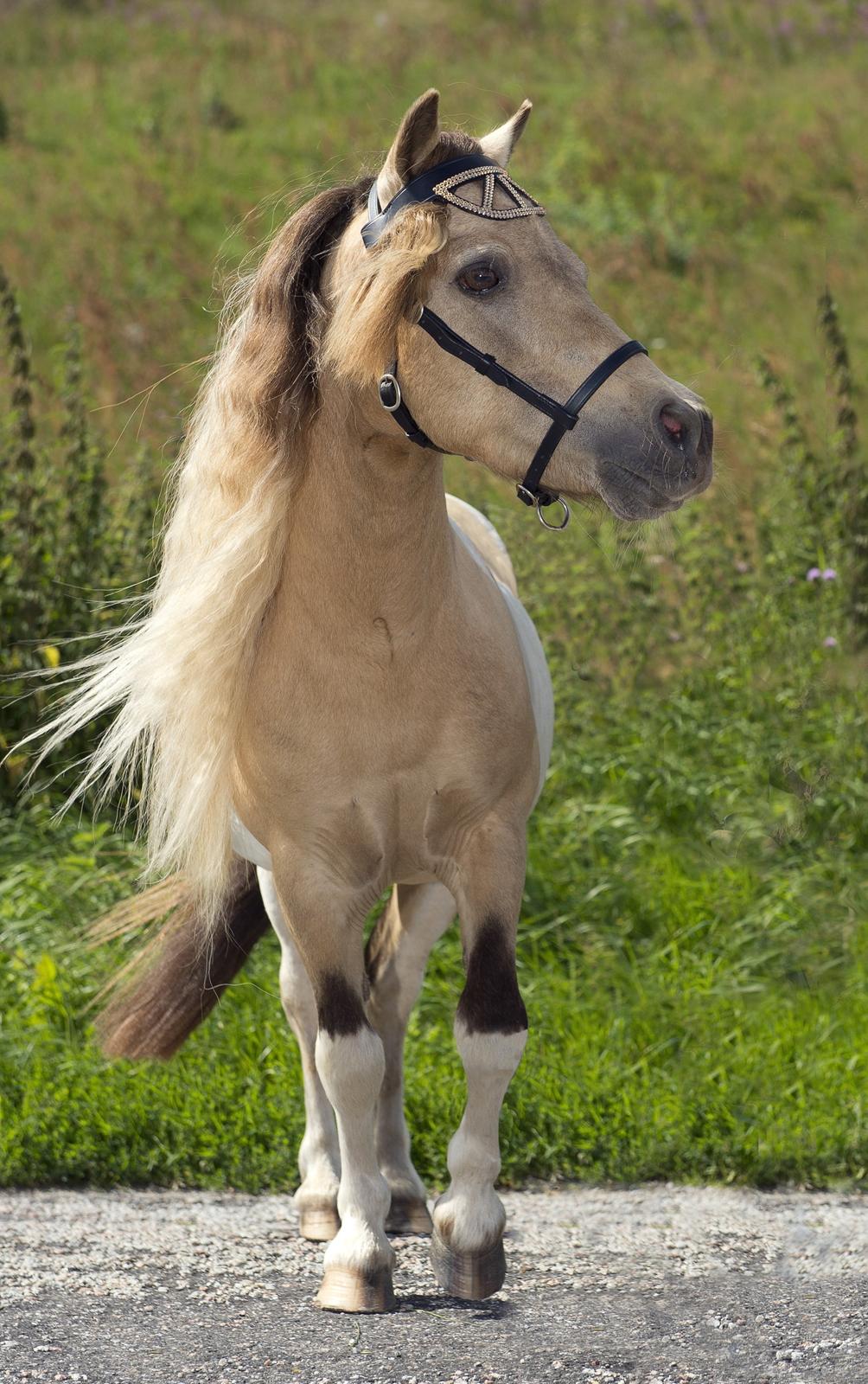 Amerikansk Miniature Ultra Beau Jangles - Smukke Beau, 18 år  august 2012.Hverken klippet eller trænet - just natural beauty :-) Fotograf: Jens Bach billede 20