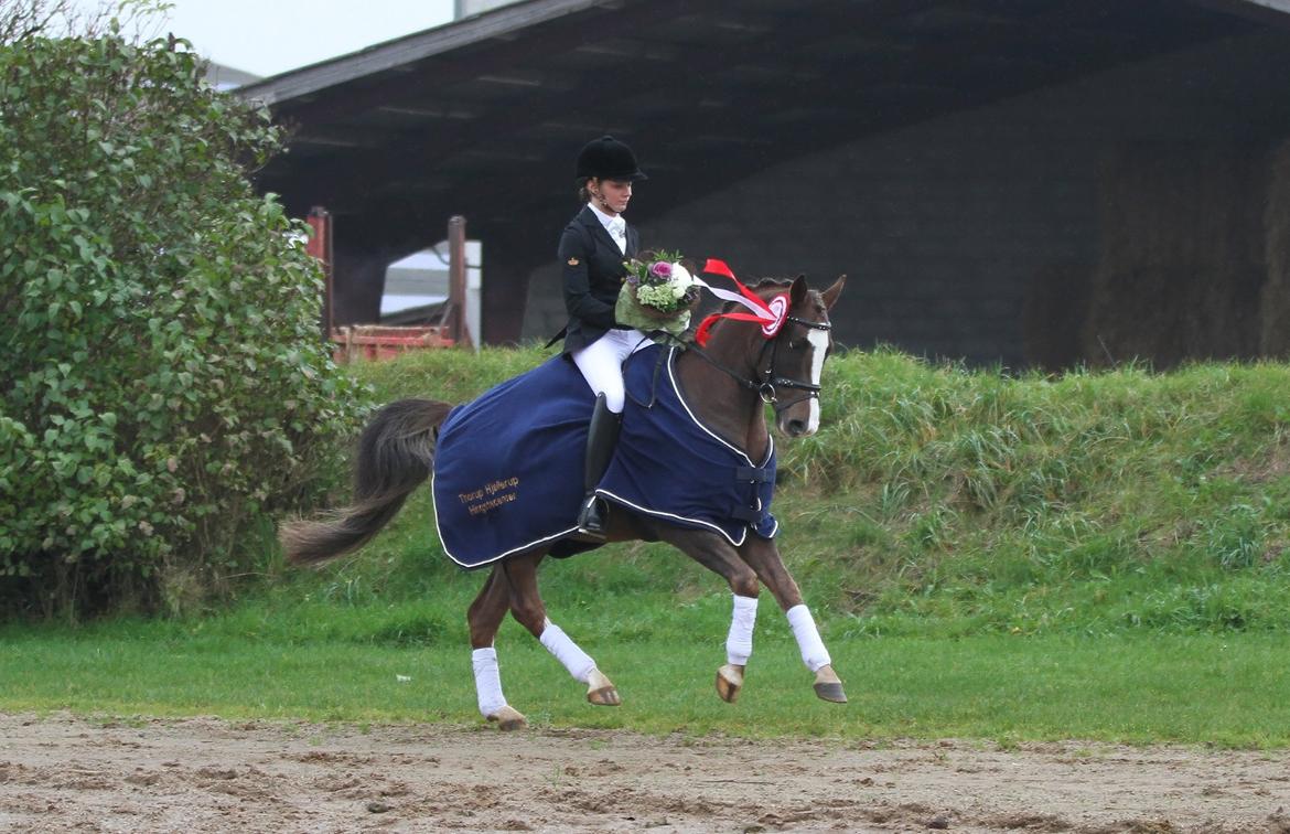DSP Boogie - Boogie vinder 4 års championat 2012 og viser her en rigtig fin galop! billede 4