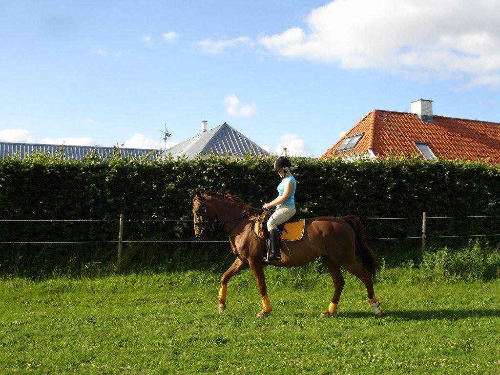 Dansk Varmblod Pilelundens Seven Star (Tidl. Hest) - Sommer 2012 billede 1