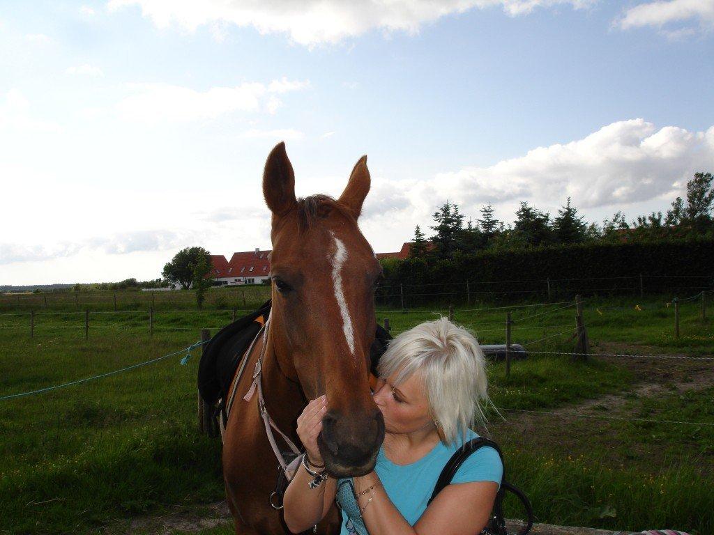 Dansk Varmblod Pilelundens Seven Star (Tidl. Hest) - Sommer 2012 billede 3