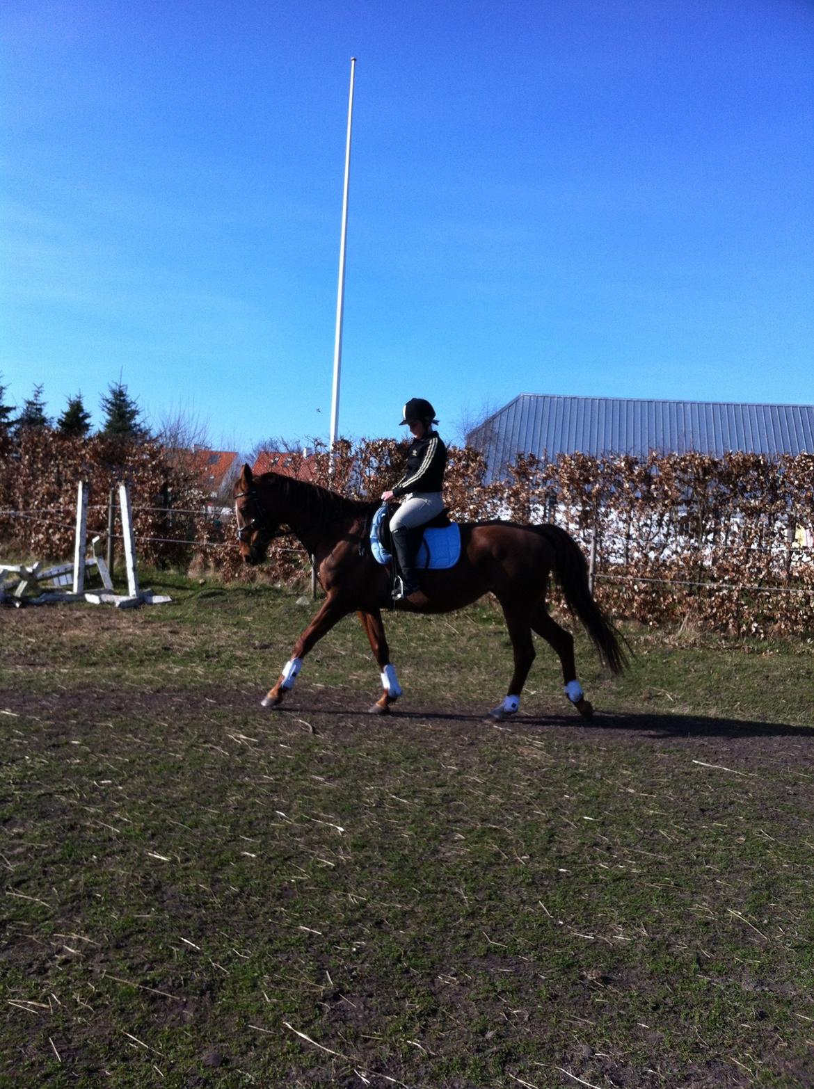 Dansk Varmblod Pilelundens Seven Star (Tidl. Hest) - Efterår 2011 billede 4