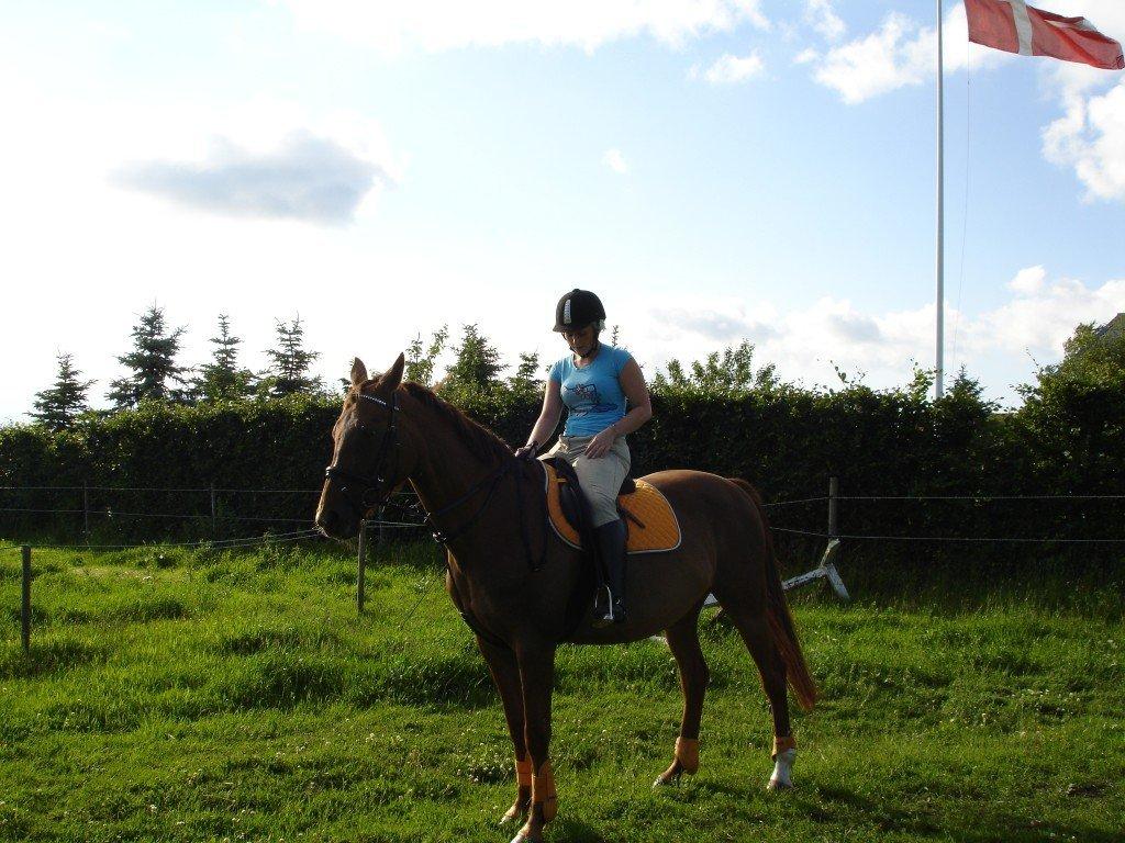 Dansk Varmblod Pilelundens Seven Star (Tidl. Hest) - Sommer 2012 billede 5