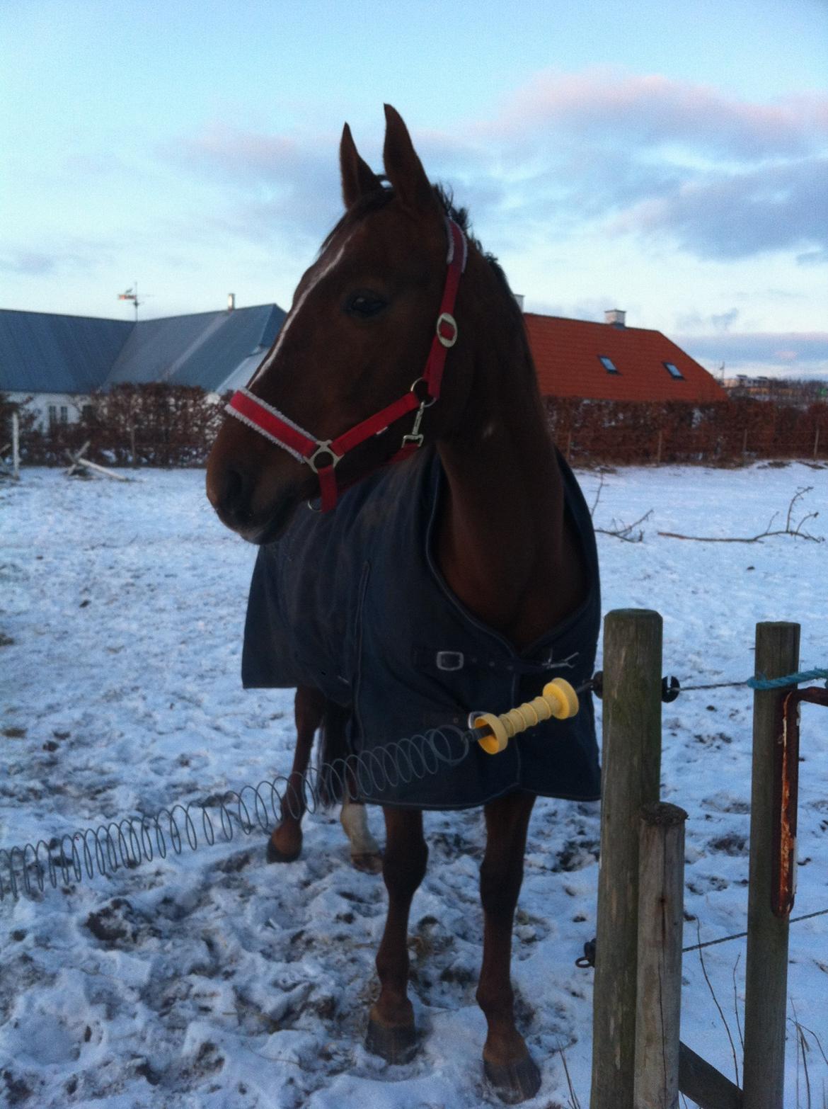 Dansk Varmblod Pilelundens Seven Star (Tidl. Hest) - Vinter 2011 billede 6