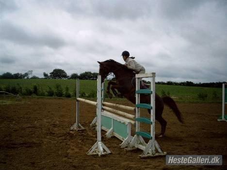 Dansk Varmblod Pilelundens Seven Star (Tidl. Hest) - Forår 2010 billede 7