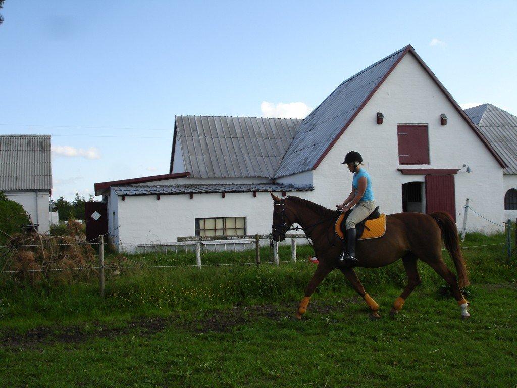 Dansk Varmblod Pilelundens Seven Star (Tidl. Hest) - Sommer 2012 billede 8