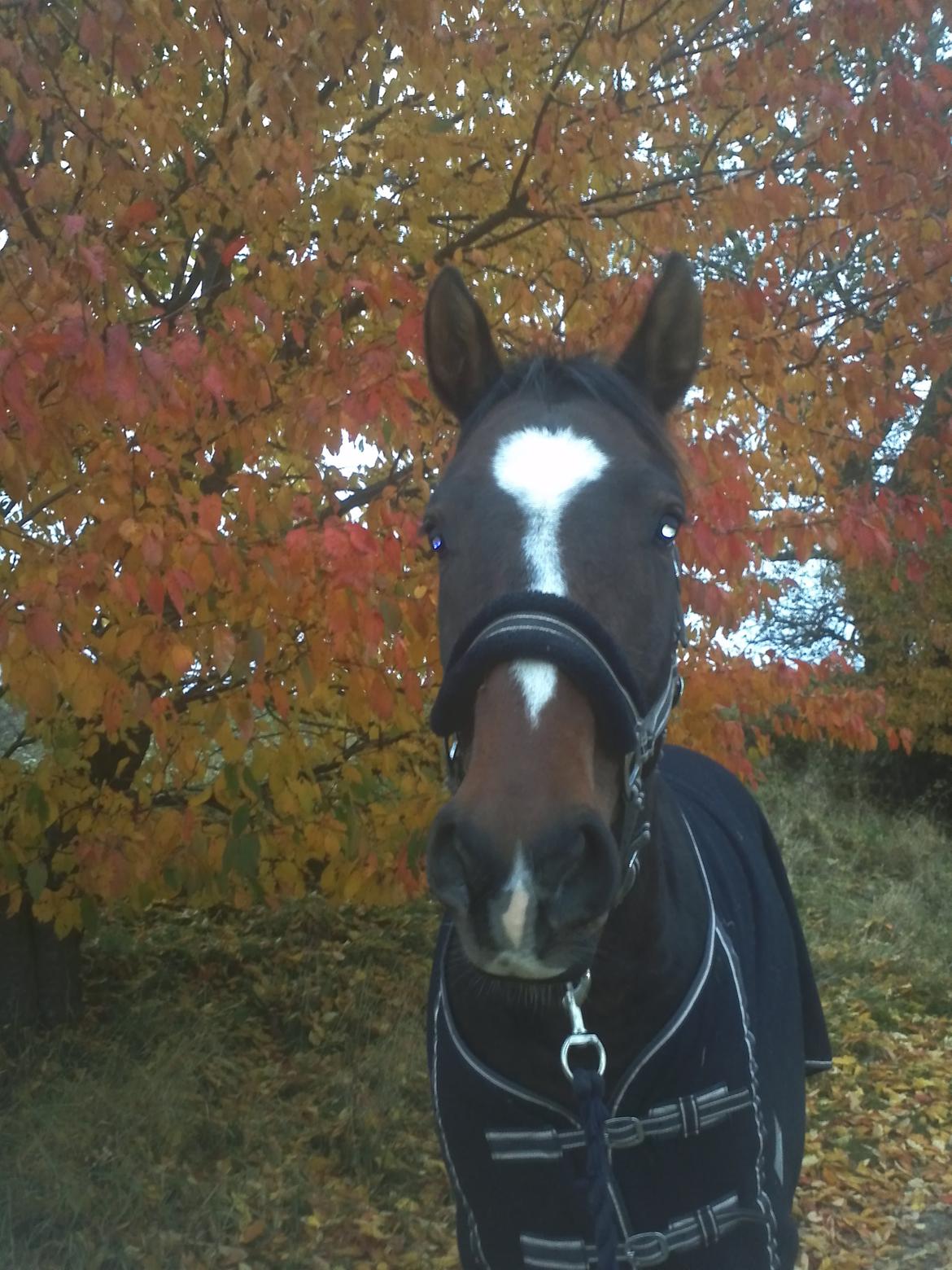 Dansk Varmblod Legendo - på efterårstur =) billede 11