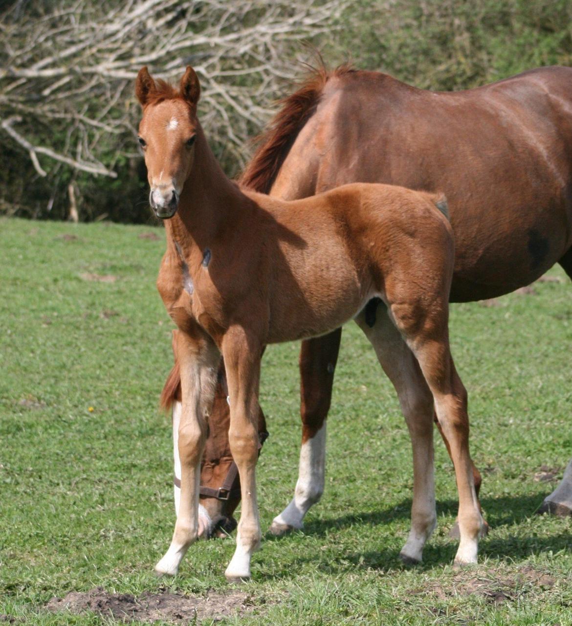 Welsh Partbred (Sec F) Aastrupgaards Ask - Hos gamle ejer. 2012. billede 6