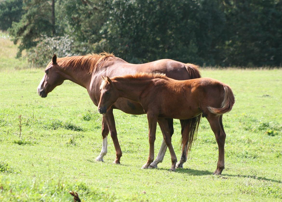 Welsh Partbred (Sec F) Aastrupgaards Ask - Hos gamle ejer. 2012. (Mor og Ask) billede 7