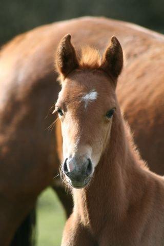 Welsh Partbred (Sec F) Aastrupgaards Ask - Hos gamle ejer. 2012. billede 1