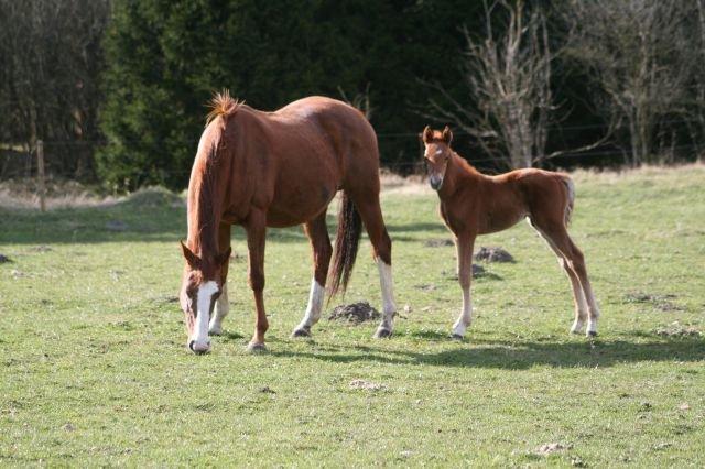 Welsh Partbred (Sec F) Aastrupgaards Ask - Hos gamle ejer. 2012. billede 8