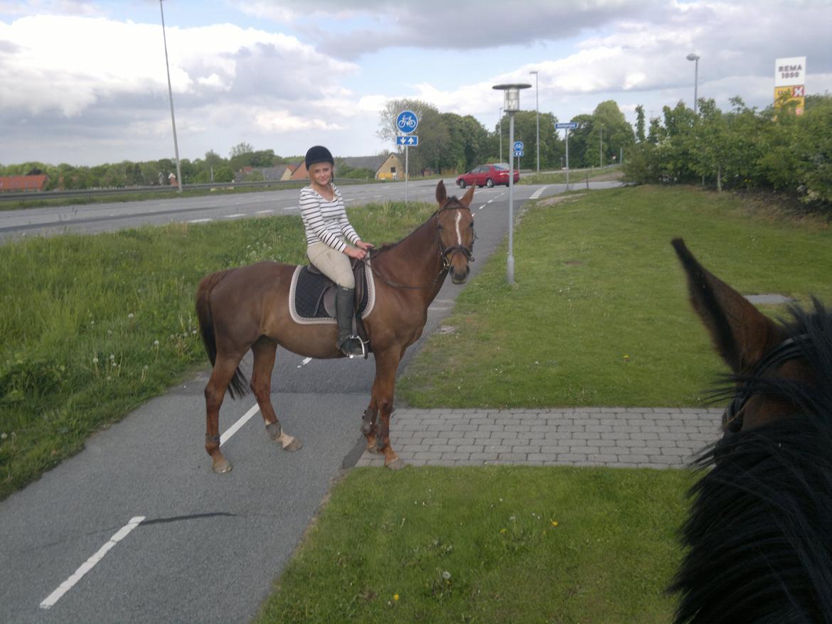 Dansk Varmblod Pilelundens Seven Star (Tidl. Hest) - Sommer 2011 billede 9