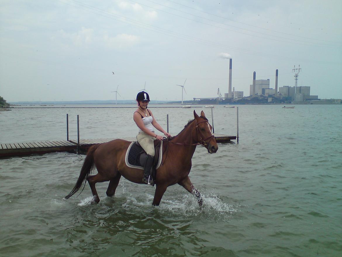 Dansk Varmblod Pilelundens Seven Star (Tidl. Hest) - Forår 2011 billede 10