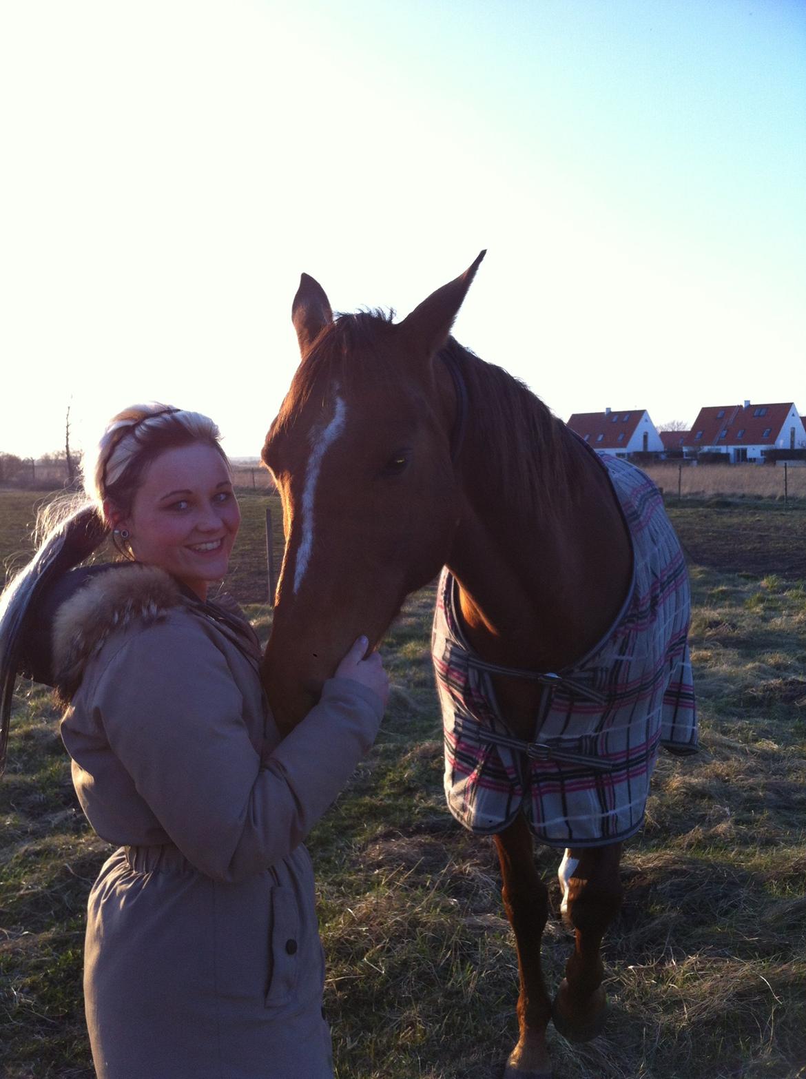 Dansk Varmblod Pilelundens Seven Star (Tidl. Hest) - Vinter 2011 billede 11